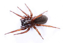 Ground-living spider (Coelotes terrestris) UK