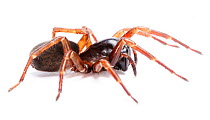 Ground-living spider (Coelotes terrestris) UK