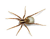 Meadow Spider {Pardosa saltans} female carrying egg sac, Surrey, England.