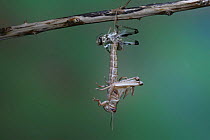 Desert Locust {Schistocerca gregaria} adult emerging from nymphal skin, captive, Sequence 2/6