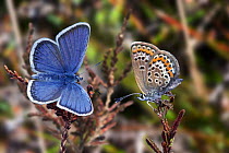 Silver studded Blue Butterfly {Plebejus argus} pair, Surrey, England. Digital composite.