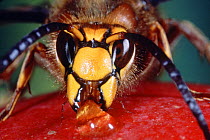Hornet {Vespa crabro} male drinking juice from an over ripe apple, UK.