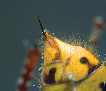 Hornet {Vespa crabro} worker, close-up of sting.