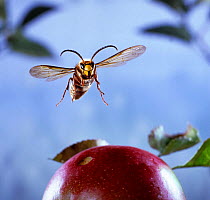 Male Hornet {Vespa crabro} flying to over ripe apple, Dorset, England.