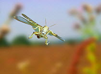 Desert Locust {Schistocerca gregaria} captive, in flight, digital capture.