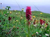 Northern Marsh Orchid {Dactylorhiza purpurella} in grassland, wet after rain, North Uist, Scotland.