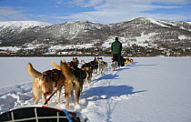 Dog sledging, Geilo, Norway.