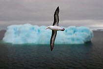 Black-browed albatross {Thalassarche / Diomedea melanophrys} in flight with iceberg in background, Southern Ocean.