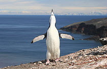 Chinstrap penguin {Pygoscelis antarctica} performing ecstatic display, Antarctica.