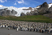 King penguin {Aptenodytes patagoni} colony, Gold Harbour, South Georgia.