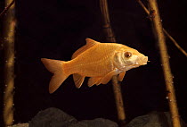 Golden koi / Common carp {Cyprinus carpio}