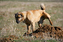 Turkish shepherd dog {Canis familiaris} cocking leg, Aladaglar Park, Turkey.