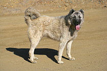 Stray dog {Canis familiaris} Aladaglar Park, Turkey.