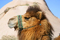 Domestic Kapadokian Dromedary camel {Camelus dromedarius} Turkey.