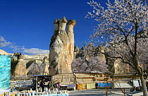 Triple headed fairy chimney with Almond trees in blossom, Kapadokia, Turkey.