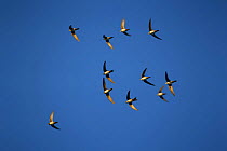 small flock of Alpine swifts {Tachymarptis melba} in flight.