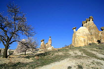 Fairy chimneys with almond trees in blossom, Kapadokia, Turkey.