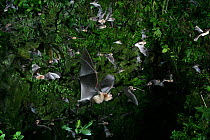 Insectivorous bats / Naked-backed moustached bat {Pteronotus davyi} emerging from the vertical shaft of a cave at dusk, Trinidad. Digitally enhanced.