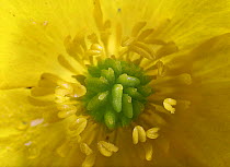 Buttercup {Ranunculus repens} close-up of stamen and anthers, Surrey, England.