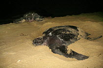 Leatherback Turtle {Dermochelys coriacea} egg-laying females approaching from the sea, Trinidad, West Indies.