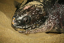 Leatherback Turtle {Dermochelys coriacea} head portrait of egg-laying female, Trinidad, West Indies.