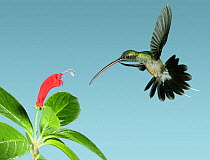 Green hermit {Phaethornis guy} approaching flower with curved corolla matching the bird's bill, Trinidad, West Indies, Digital composite.