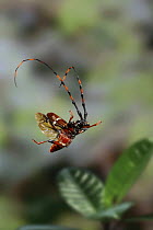 Longhorn beetle (Longicornia) in flight, captive, from Trinidad, West Indies, digital composite