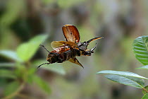 Rhinoceros Beetle {Dynastes hercules} male in flight, Trinidad, West Indies.