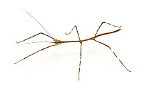 Stick insect {Phasmid sp.}