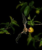 Short-tailed fruit bat {Carollia perspicillata} flying in to take a bite out of ripe Guava, Trinidad, West Indies, Digital composite.