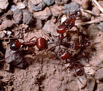 Harvester ants {Messor sp.} from neighbouring colonies engage in a skirmish, Kenya, Africa.