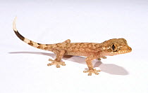 Trinidad House gecko {Hemidactylus frenatus} recently hatched, Trinidad, West Indies.