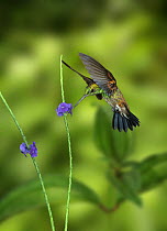 Copper rumped hummingbird {Amazilia tobaci} approaching Vervine flower, captive, South America. [Trinidad, West Indies.