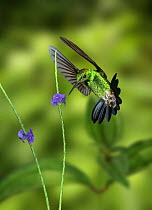 Copper-rumped Hummingbird {Amazilia tobaci} in flight approaching Vervine flower, Digital composite.