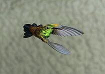 Copper rumped hummingbird {Amazilia tobaci}