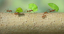 Bachacs / Leaf-cutting ants {Atta cephalotes} carrying leaf sections back to nest. Trinidad, West Indies also ocurrs in South America