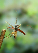 Longhorn beetle (Longicornia) taking off, captive, from Trinidad, West Indies, digital composite