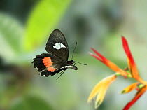 Cattleheart butterfly {Parides eurimedes} flying, Trinidad, West Indies.