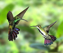 Black-throated Mango Hummingbird {Anthracothorax nigricollis} male and female in flight, Trinidad, West Indies.