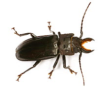Tropical beetle (unidentified) Trinidad, West Indies.