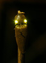 Tropical luminous Click beetle {Pyrophorus sp} showing bioluminescence, Trinidad, West Indies.