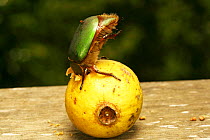 Green fruit beetle (Lamellicornia) feeding on ripe guava. Trinidad, West Indies