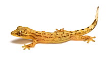 Juvenile House gecko {Hemidactylus frenatus}Trinidad, West Indies.