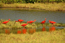 Scarlet Ibis {Eudocimus ruber} group feeding in marshland, Trinidad, West Indies.