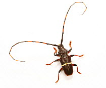 Longhorn beetle (Longicornia) captive, from Trinidad, West Indies