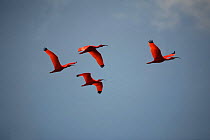 Scarlet Ibis {Eudocimus ruber} group in flight, Trinidad, West Indies.