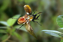Rhinoceros / Hercules beetle {Dynastes hercules} male in flight, Trinidad, West Indies.