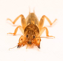 Mole cricket {Gryllotalpa sp.} portrait, Trinidad, West Indies.