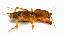 Mole cricket {Gryllotalpa sp.} Trinidad, West Indies.