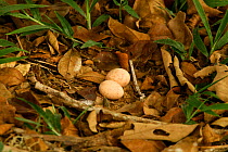 White-naped Nightjar / Common pauraque {Nyctidromus albicollis} eggs on ground. South America. [Trinidad, West Indies]